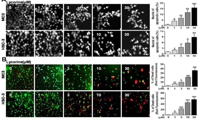 Fig.  2.  The  apoptotic  effects  of  lycorine  in  MC3  and  HSC-3  cells 