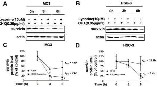 Fig.  4.  Time-dependent  protein  turnover  of  survivin  in  MC3  and  HSC-3  cells 