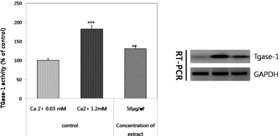 Figure 5. Effects of Eucommia ulmoides Oliver extracts on [A] TGase-1 activity, [B] expression of TGase-1 mRNA in HaCaT  cells