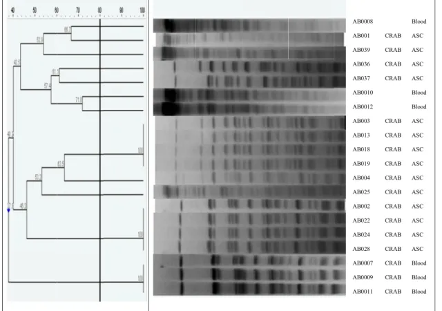 Fig. 1.  PFGE patterns of carbapenem-resistant A. baumannii (CRAB) colonizers (N=14*) isolated from intensive care unit-admitted  patients and A