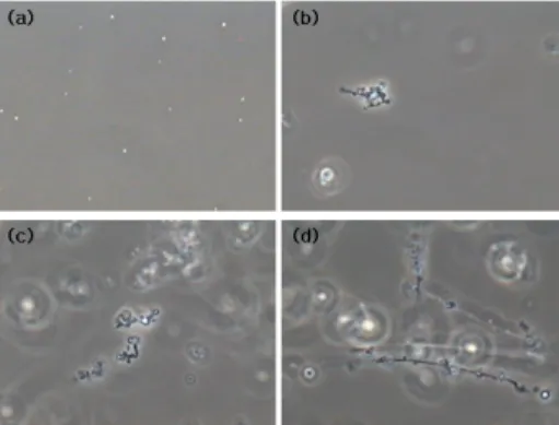 Figure 6. The hardness of lipsticks containing 20 wt% reverse  micelle of 5 wt%, 10 wt%, 15 wt% collagen solutions (30  wt%) with the passage of time.