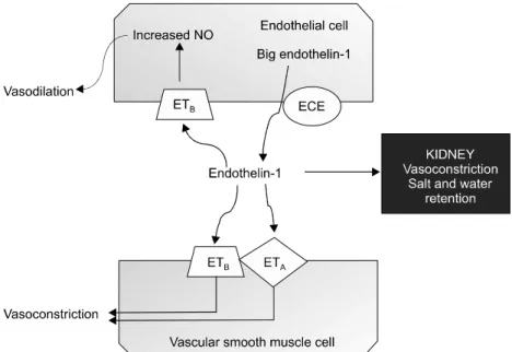 Figure  2.  The  opposing  effects  of  endothelin  on  endothelial  and  vascular  smooth  muscle  cells  are  shown  and  are  mediated  by  differential  response  to  endothelin-receptor  (ETA  and  ETB)  stimulations