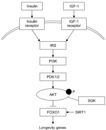 Figure 1. Insulin/IGF-1 signaling pathway in the regulation of  aging. The activation of insulin receptor and IGF-1 receptor  phosphorylates phosphatidylinositol 3 kinase (PI3K) via insulin  receptor substrate (IRS)