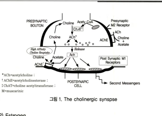 그림  1.  The  cholinergic  synspse 
