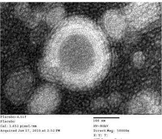 Figure 7. FF-SEM of astaxanthin contains nanoemulsion in  hydrogenated lecithin.