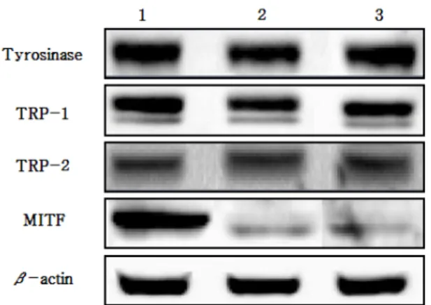 Figure 4. The effect of AJE on the ERK activation in  B16-F1 melanoma cells. The cells were treated with AJE  at indicated concentration for 48 h