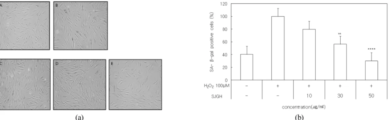 Figure 4.  Effect  of  SJGH  on  SA-β-GAL expression in the NHDF. (a) SA-β-GAL expression in NHDF, A: Normal NHDF, B: 