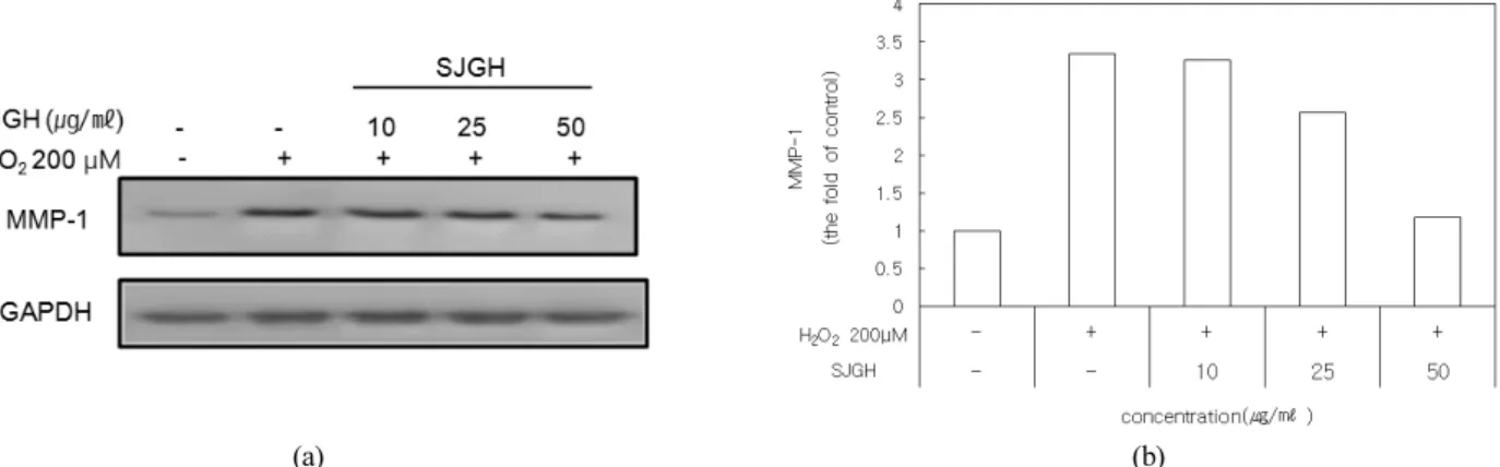 Figure 6. Effect of SJGH on MMP-I expression in NHDF. (a) MMP-I protein levels were assessed by Western blot analysis