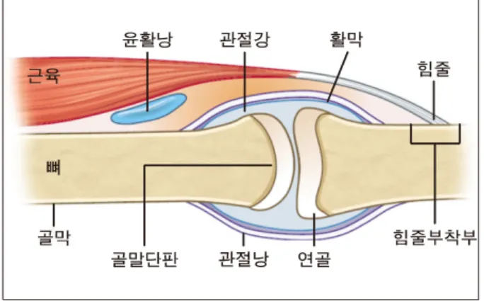 Figure 1. Structure of joint [Source: Korean College of  Rheumatology].가하였다.  2016년 기준으로 골관절염 환자 수는 여자가 남자보다  2배 이상 많으며,  연령별로는 남녀 모두 60대가  가장  많은  비중을  차지하는  것으로  나타났다.2)  또한 노인에서 삶의 질을 저하시키는 가장 흔한 건강 문제 중 골관절염은 고혈압,  백내장,  비만,  폐쇄성 폐질환에 이어 높은 순위에 있었다.1) 
