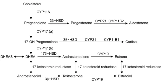 Figure  1.  Steroid  synthesis  pathway.  CYP11A:  20,22  hydroxylase,  20,22  desmolase,  CYP11B1:  11β  hydroxylase,  CYP11B2: 