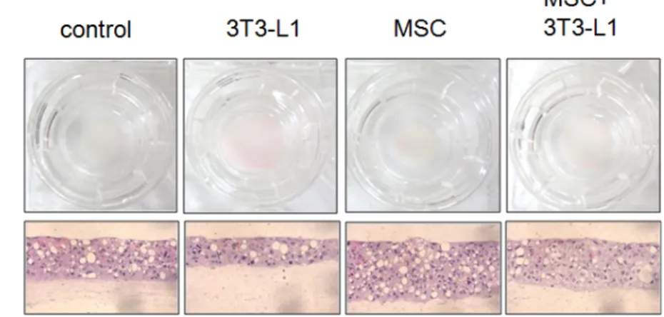 Figure 1. Morphology of four artificial skin models after 14 day culture and histological features in hematoxylin and  eosin  staining
