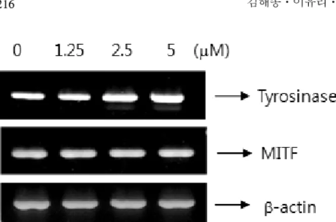 Figure 5.  Effect of kenpaullone on mRNA expression of  tyrosinase. B16 cells incubated with various concentrations  of kenpaullone for 24 h