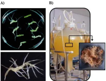 Figure 1B is the Echinacea angustifolia adventitious roots  culturing by the bioreactor culture system using liquid  me-dium  and  picture  of  the  dried  adventitious  roots  of  Echinacea angustifolia.