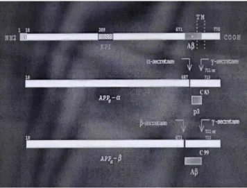 Figure 3. Metabolism of APP by α, β, and r-secretase.