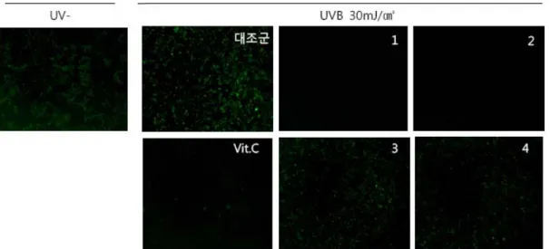 Figure 7. Fluorescence image of HaCaT cell irradiated with 30 mJ/cm 2  UVB (by fluorescence microscope)