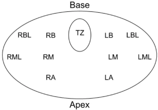 Figure  1.  Schematic  drawings  of  the  horizontal  section  of  the  prostate  demonstrating  transrectal  ultrasound  guided  prostate  biopsy  core
