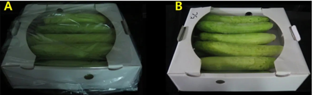 Fig. 1. Two methods of ‘White Dadagi’ cucumber packaging: (A) Film packaging of cardboard box with LDPE (thickness 0.05 mm), (B) Non- packaging of cardboard box