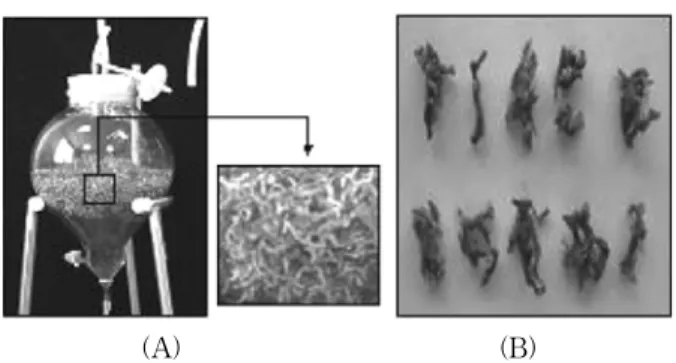 Figure 3. The effect of  Anoectochilus formosanus  plantlet  on the Protein Expression of Tyrosinase in B16 Melanoma  Cells