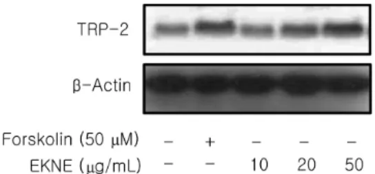 Figure 4. The effect of  Epimedium koreanum  Nakai extract  (EKNE) on TRP-2 protein expression in B16 melanoma cells