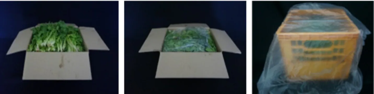 Fig. 1. Three types of packaging used: paper box (control); paper box with endive wrapped in high density polyethylene (HDPE) film;