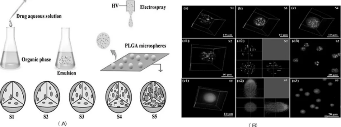 Fig.  2.  (A)  Schematic  representation  of  the  emulsion  ES  process  (S1  to  S5,  the  V w /V o  were  5,  10,  20,  50  and  100  µL/mL,  respectively)  (B)  The  BSA-FITC  distribution  in  the  PLGA  microspheres  with  different  V w /V o
