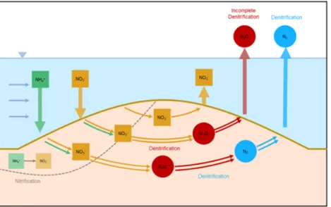 Fig. 1. Conceptual model of the difference in denitrification according to the streambed geomorphology