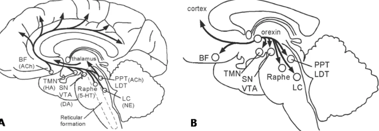Fig. 4. Anatomical  structures  for  wakefulness.  (A)  Ascending  arousal  system  in  the  brain  stem  and posterior  hypothalamus