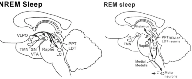 Fig. 6. Period  length  and  amplitude  of  circadian rhythm.  Sheldon  SH,  Ferber  R,  Kryger  MH