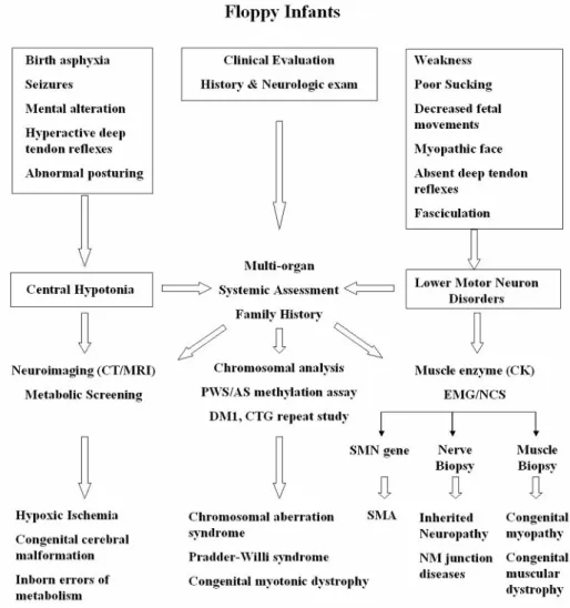 Fig. 1. Proposed algorithm for the diagnosis of floppy infant syndrome.