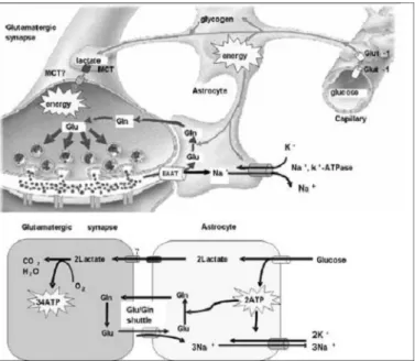 Fig. 2. Glucose transporter-1 consists of 12 trans- trans-membrane domain