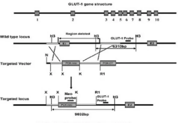 Fig. 6. Generation of Glut-1-deficiency mice by homologous recombination. Gene structure of the mouse GLUT-1 gene, restriction map of the  tar-geted region, targeting vector used for the  homo-logous recombination and the targeted locus
