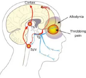 Table 1. Neuroanatomic Processing of Vascular Head Pain