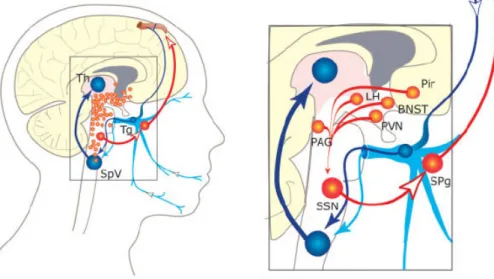 Fig. 2. A proposed parasympathetic pathway for the activation of meningeal no- no-ciceptors