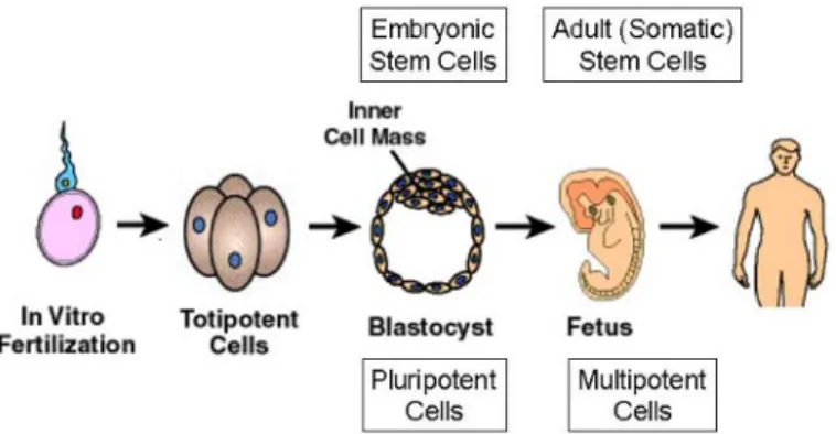 Fig. 1. Sorts of stem cells and differentiation potential.