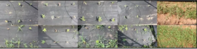 Figure 3. Growth condition of Quercus glauca Thunb. seeding by polypropylene mulching treatments(Left: 60g/m 2 overlapping, 60g/m 2 hole drilling, 80g/m 2 overlapping, 80g/m 2 hole  dril-ling, Control, Up: Aprill, Down: June)