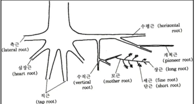 Figure 1. Structure of tree roots Source: 수목생리학(2011) 는 나무(소나무류, 참나무류)들은 뿌리털을 형성하지 않는다.측근은 주근의 내피 안쪽에 있는 내초세포가 분열하여 만들어진다