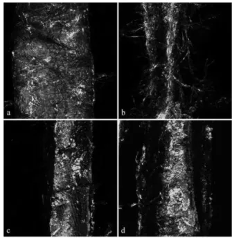 Fig.  6.  MIP  images  of  external  fibrillation  of  different types  of  fibers.  a)  Kajaani  reference  fiber  for  FiberLab  (Metso),  b)  Whatman  filter  paper,  c)  TMP,  and  d)  recycled  TMPfiber.