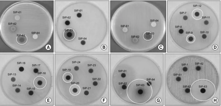 Fig. 2. Antimicrobial activity of medical herb against  Streptococcus salivarius  (A),  Streptococcus mutans  (B),  Streptococcus sanguinis (C),  Streptococcus  oralis  (D∼G),  and  Lactobacillus  casei  (H)  by  the  disc  diffusion  assay