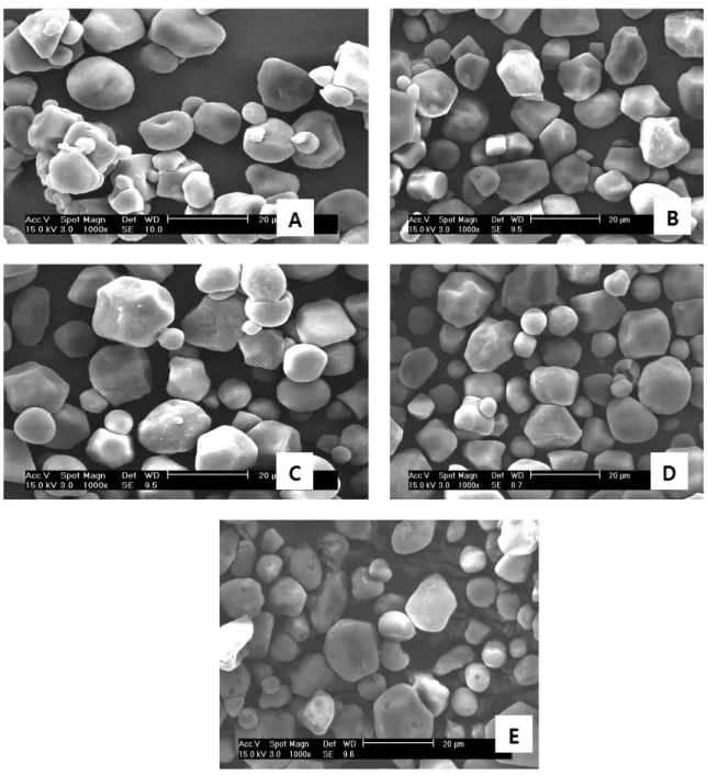 Fig. 2. SEM images of corn starch for papermaking. 