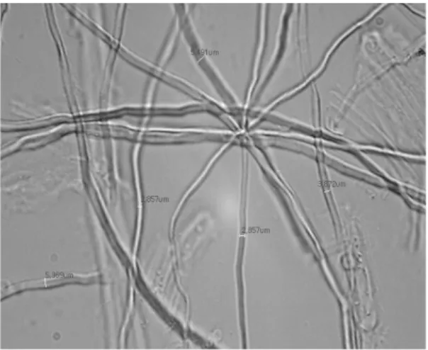 Fig. 3. Surfaces of two different papers made of  HwBKP 100%, and HwBKP 80% mixed  with red algae  pulp 20%