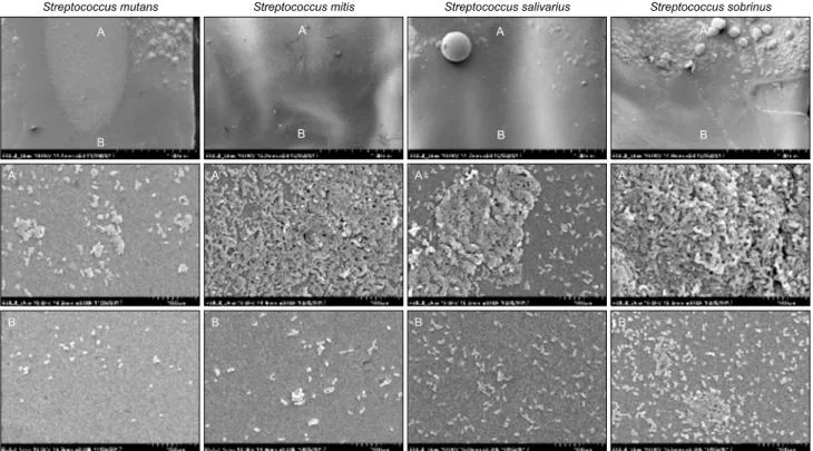 Fig. 3. Scanning electron microscope images of oral microorganism (top: ×50, middle and bottom: ×3,000)
