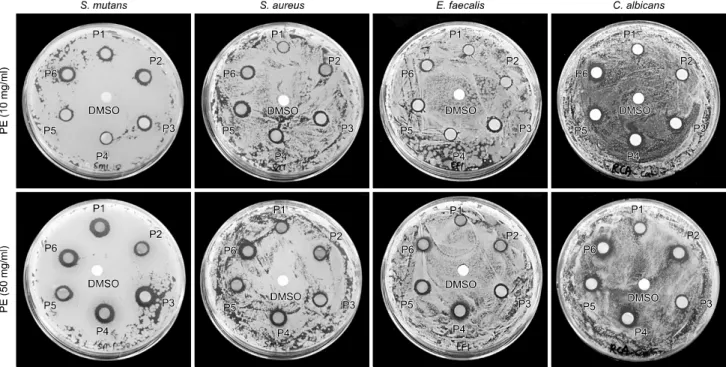 Fig. 3. Antimicrobial activity of propolis extracts (PE) from regions P1∼P6 on four different oral microorganisms