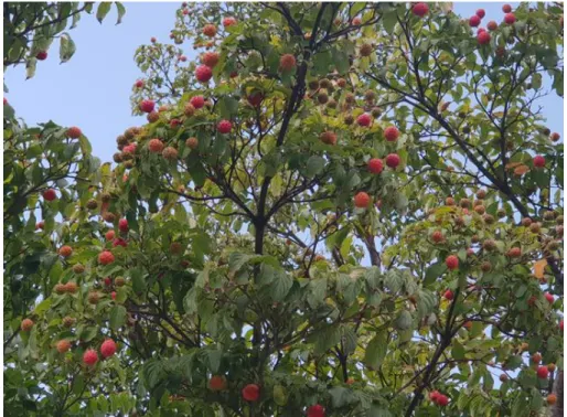 Fig.  1.  Fruit  of  Cornus  kousa.