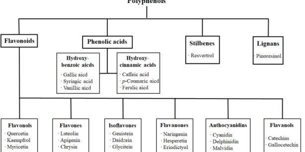 Fig.  3. Classification  of  polyphenols.