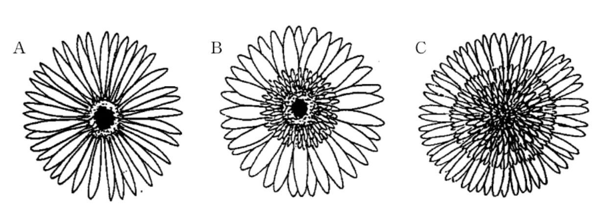 Fig. 1. Flower type of single (A), semi-double (B), double (C) flowered gerberas used to divide the flower type of newly-bred cultivars in this study.