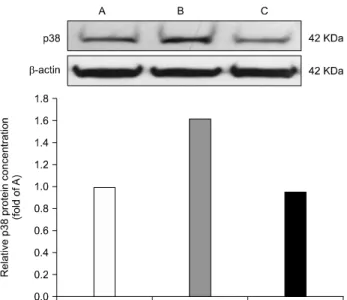 Fig. 5. p38 mitogen-activated protein kinases (p38 MAPK) pro- pro-tein expression in the medulla oblongata