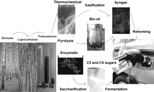 Fig. 1. A summary of the primary processing steps involved in the conversion of lignocellulosic materials  to biofuels.