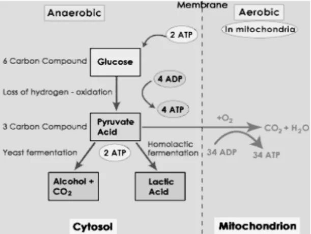 Fig. 3. Anaerobic vs. Aerobic pathways.