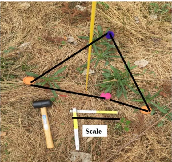 Figure 7. Type of patch of Solidago altissima (Scale bar: 25cm) 
