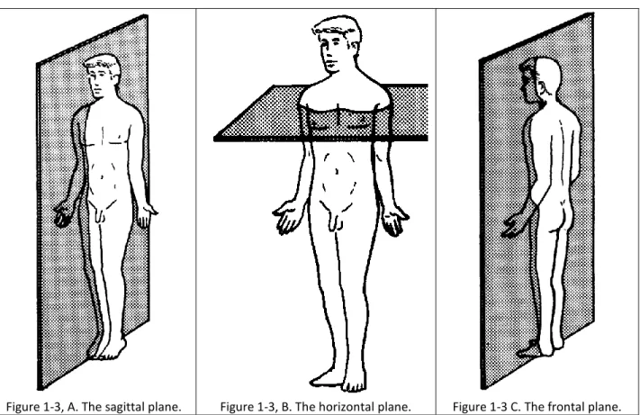 Figure 1-3, A. The sagittal plane.  Figure 1-3, B. The horizontal plane.  Figure 1-3 C